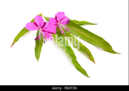Chamerion angustifolium, communément connu sous le nom d'épilobes, grand willow-herb, ou rosebay willowherb. Banque D'Images