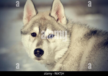 Sad lonely siberian husky chien gris et blanc libre en hiver en plein air Banque D'Images