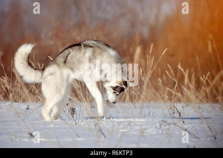 Chien Husky Sibérien pure race gris souris chasse debout sur ses pattes de plein air d'hiver Banque D'Images