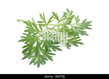 Artemisia absinthium isolé sur fond blanc. Banque D'Images