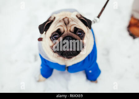 Le PUG dog walking sur la neige avec son maître. Puppy wearing winter coat Banque D'Images