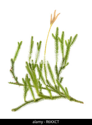 Huperzia selago (Lycopodium selago), du nord de l'firmoss ou fir clubmoss Banque D'Images