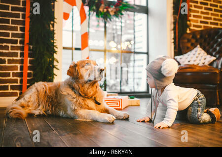 L'amitié homme enfant et chien animal de compagnie. Thème de la nouvelle année noël vacances d'hiver. Baby Boy crawling apprend à pied plancher en bois décoré de l'intérieur de chambre et meilleur ami de la race de chien golden retriever du Labrador Banque D'Images