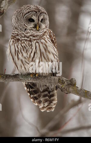 Owl dans la forêt / Chouette rieuse en foret Banque D'Images