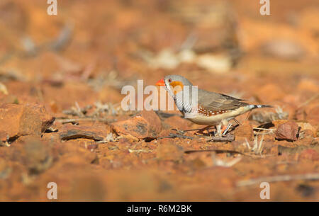 Homme Zebra Finch, Taeniopygia guttata, la recherche des graines sur terre rouge de la masse dans l'arrière-pays australien with copy space Banque D'Images