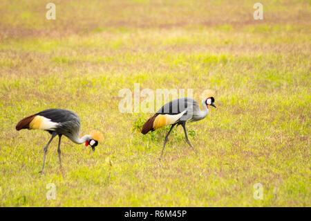 Deux grues Royale de bec dans la savane du Parc d'Amboseli au Kenya Banque D'Images