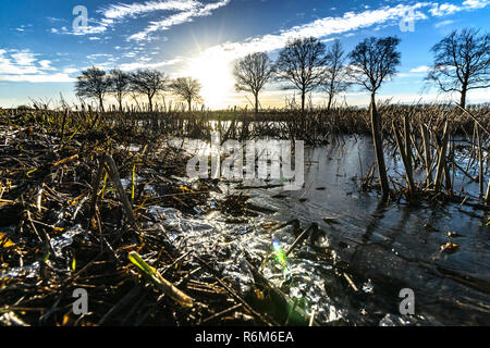 Close up of a inondé l'agriculture champ de chaumes dans les Pays-Bas avec rétroéclairage et éléments de glace Banque D'Images