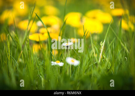 Marguerite blanche rayonnante dans l'herbe verte entre les pissenlits jaunes. Blooming fleurs de printemps en fleurs au printemps Banque D'Images