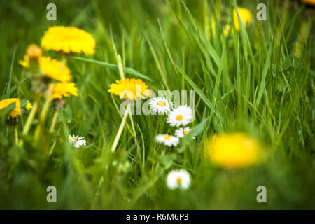 Marguerite blanche rayonnante dans l'herbe verte entre les pissenlits jaunes. Blooming fleurs de printemps en fleurs au printemps Banque D'Images