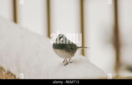 Junco sur une rampe de neige (1) Banque D'Images