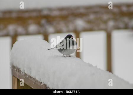 Junco sur une rampe de neige (2) Banque D'Images