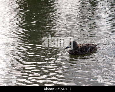 Close up portrait of female brown canard colvert à gué sur les ondes de surface de l'eau Banque D'Images