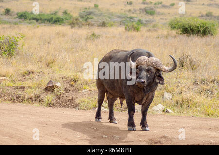 Buffalo isolés dans la campagne de savannah Park Nairobi au Kenya Banque D'Images