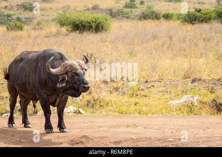 Buffalo isolés dans la campagne de savannah Park Nairobi au Kenya Banque D'Images