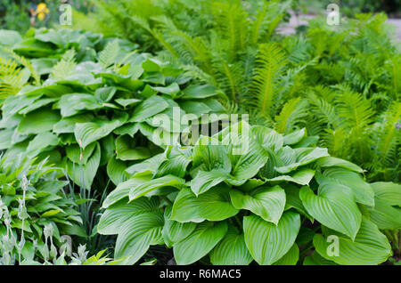 Bush vert de Hosta et fern en été. Banque D'Images