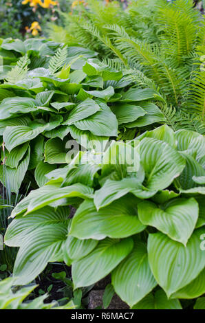 Bush vert de Hosta et fern en été. Banque D'Images