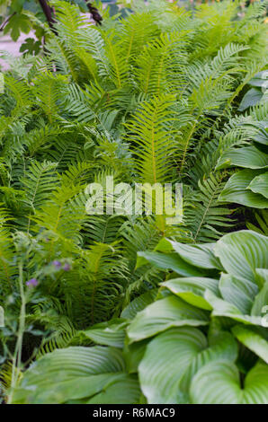 Bush vert de Hosta et fern en été. Banque D'Images