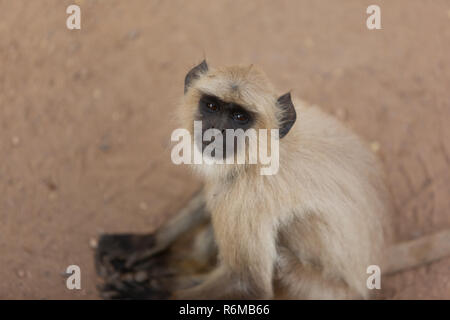 Les singes, Ranthambore, Inde Banque D'Images