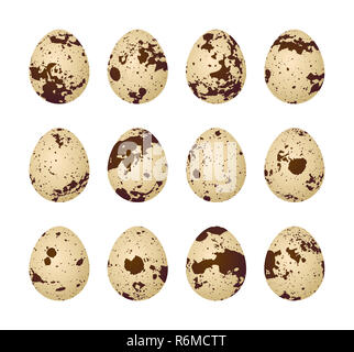 Oeufs de caille sur un fond blanc Banque D'Images