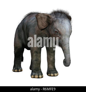Le Rendu 3D Bébé éléphant indien sur fond blanc Banque D'Images