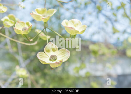 Close-up white fleur de cornouiller sur branch au printemps Banque D'Images