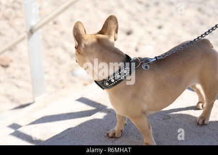 Bouledogue français chien en laisse Banque D'Images