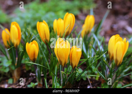 Les crocus jaune fleurissent dans mon jardin Banque D'Images