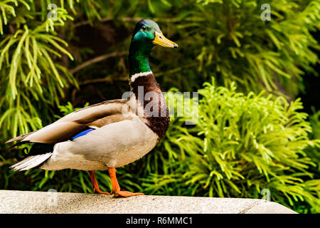 Drake mallard (Anas platyrhynchos) Banque D'Images