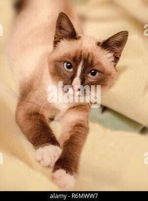 Twinkie, un chaton siamois, s'étend comme elle pond sur une couverture, le 2 février 2014, dans l'Alabama, Coden. Banque D'Images