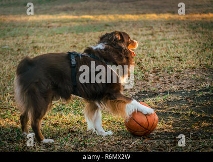 Cowboy, un six-année-vieux berger australien, prend un temps mort à partir de jouer au basket-ball, le 1 mars 2014, dans l'Alabama, Coden. Banque D'Images