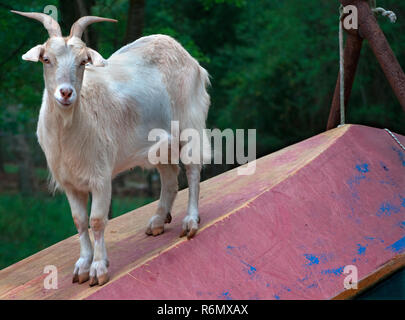 Nilla, un animal chèvre pygmée, se dresse sur un bateau chaviré, 29 mars 2011 à duc clinique vétérinaire dans la région de Mobile, Alabama. Banque D'Images