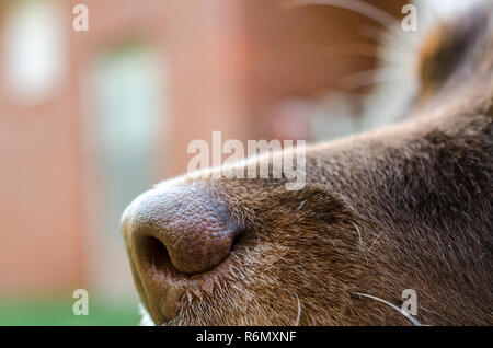 Un gros plan du nez d'un six-année-vieux berger australien. Un nez du chien est entre 1 000 à 10 000 fois plus sensible que celle d'un humain. Banque D'Images