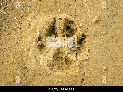 Une empreinte de patte d'un chien de berger australien est vu sur la plage à l'extrémité est de l'Île Dauphin à Dauphin Island, Alabama. Banque D'Images