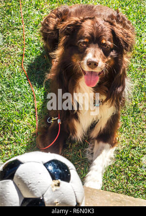 Cowboy, un enfant de six ans, berger australien tricolore rouge, attend un ballon de soccer d'être jeté, 4 octobre 2014, dans l'Alabama, Coden. Banque D'Images