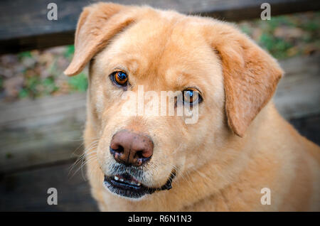 Une race mélangée chien regarde l'appareil photo, le 14 décembre 2013, dans le camp français, au Mississippi. Banque D'Images