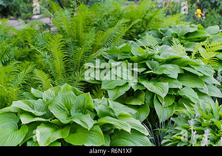 Bush vert de Hosta et fern en été. Banque D'Images