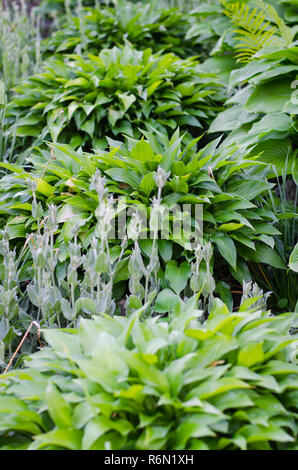 Bush vert de Hosta et fern en été. Banque D'Images