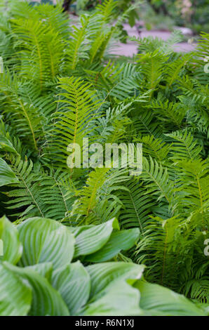 Bush vert de Hosta et fern en été. Banque D'Images