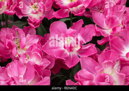 Tulipes botaniques d'espèces dans un jardin en fleurs Banque D'Images