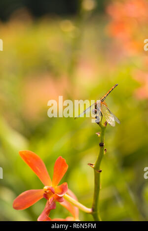 Libellule ou connu comme Pantala Flavescens dragonfly perché sur une tige en jardin Banque D'Images