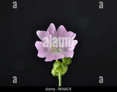 Musk mallow aut black Banque D'Images