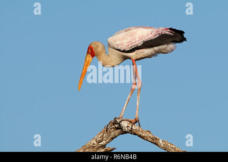 Yellow-billed stork sur une branche Banque D'Images