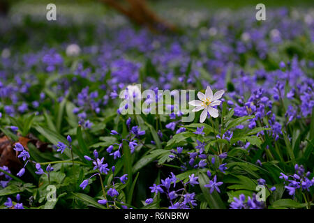 Anemone nemorosa Anémone des bois,blanc,Sciages,Squill Scilla siberica,bleu,tapis,blanc,fleurs,fleurs,bois,bois,printemps Floral RM Banque D'Images