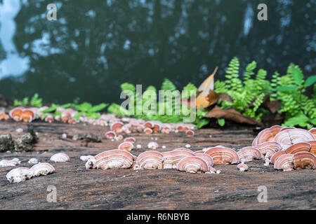 Gros plan de champignons sur le bois Banque D'Images