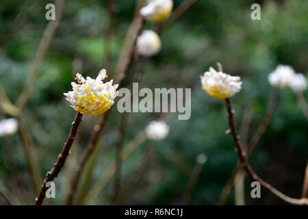 Edgeworthia chrysantha,paperbush,fleurs,fleurs,fleurs,fleurs,parfum,hiver,parfumé,arbuste,arbustes ornementaux,RM,Floral Banque D'Images