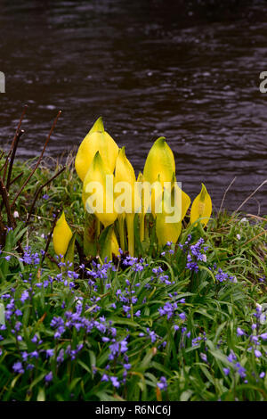 Lysichiton americanus lysichiton,jaune,fleurs,fleurs,fleurs,fleurs,printemps,,vivaces,bog,eau,plantes,de plantes aquatiques envahissantes,RM,limité,Fl Banque D'Images