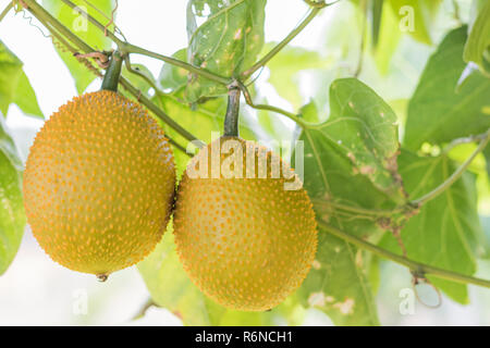 Amer printemps Cucmber ou fruits Gac Banque D'Images