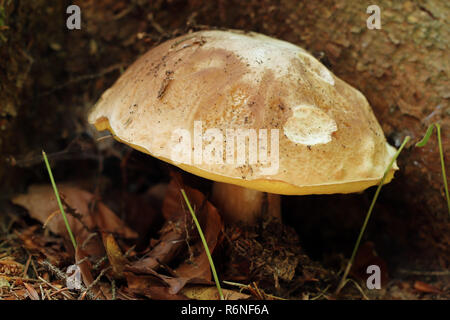 Détail de l'champignon comestible - Boletus King Banque D'Images