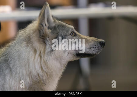 22ème exposition canine internationale le 17 mars 2018, Gérone, Espagne Banque D'Images