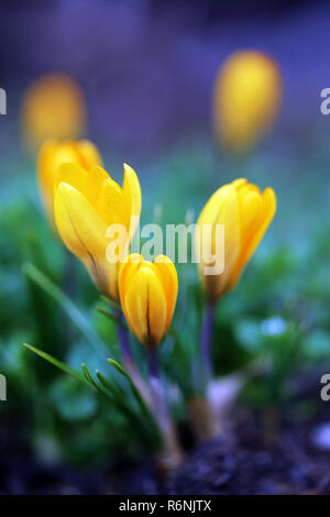 Les crocus jaune d'or en format portrait Banque D'Images